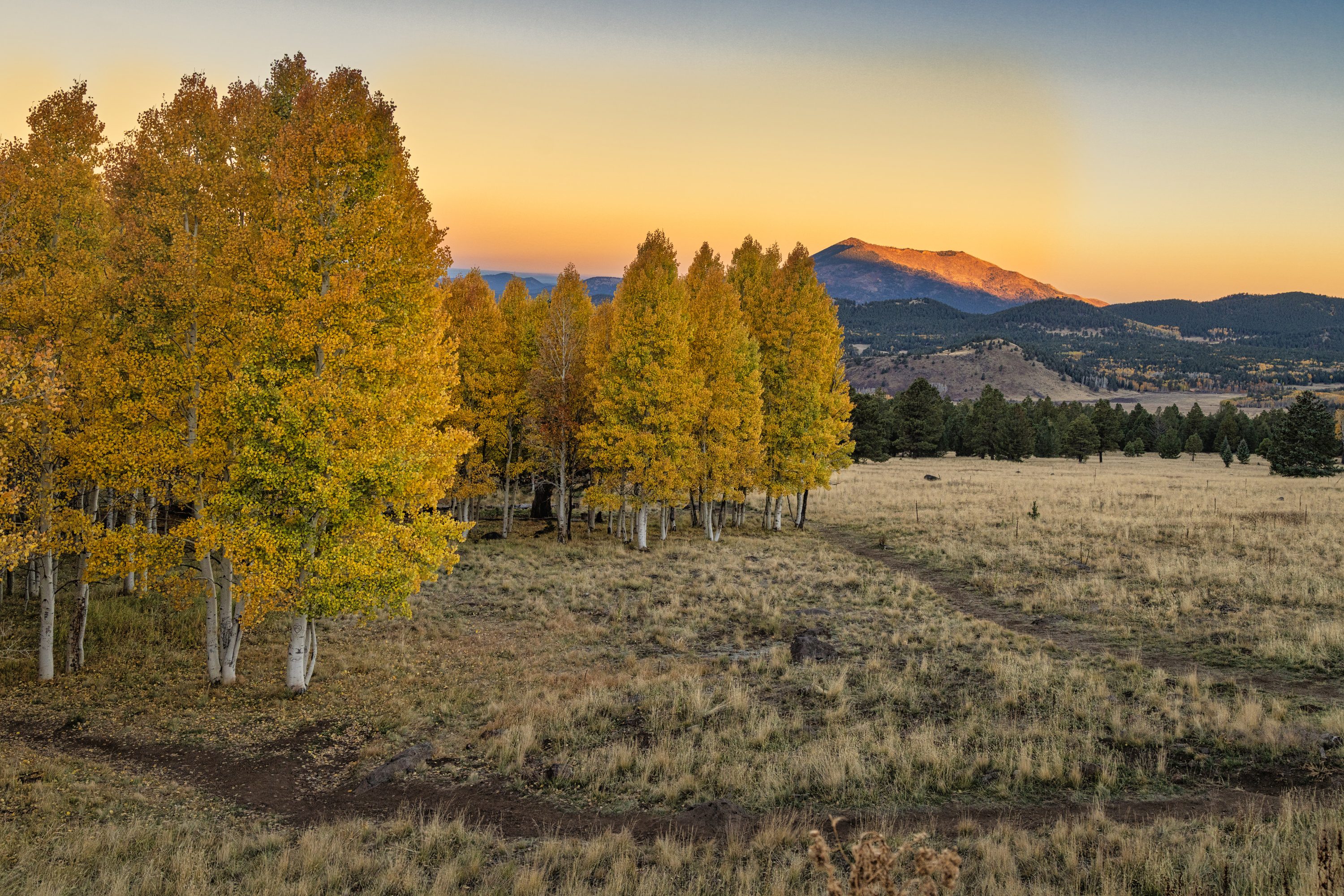 Golden aspen trees in autumn with mountain peaks in the distance